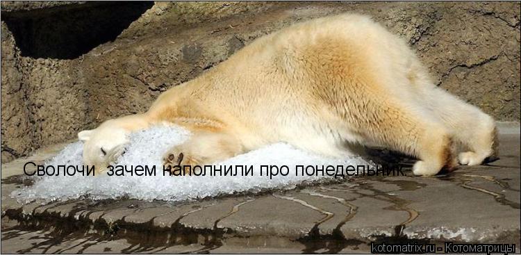 Сволочи зачем наполнили про понедельник.... Котоматрица: Сволочи зачем наполнили про понедельник.