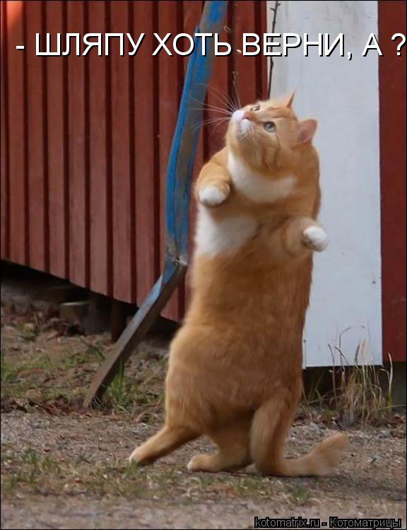 - ШЛЯПУ ХОТЬ ВЕРНИ, А ?... Котоматрица: - ШЛЯПУ ХОТЬ ВЕРНИ, А ?