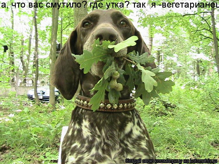 а, что вас смутило? где утка? так я -вегетарианец.... Котоматрица: а, что вас смутило? где утка? так я -вегетарианец.