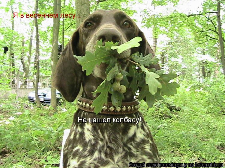 Я в весеннем лесу... Не нашел колбасу!...... Котоматрица: Я в весеннем лесу... Не нашел колбасу!...