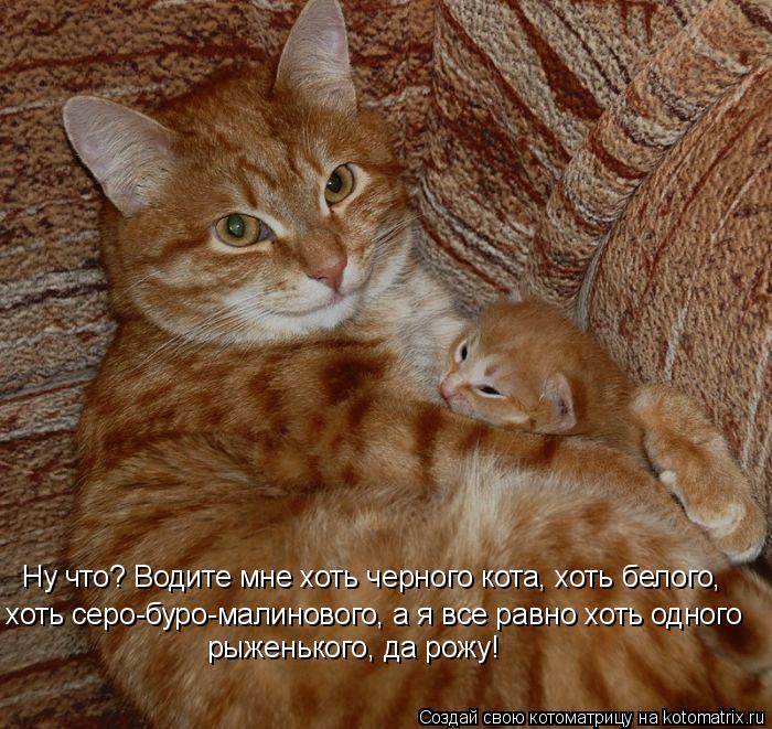 Ну что? Водите мне хоть черного кота, хоть белого, хоть серо-буро-малинового, а я все равно хоть одн... Котоматрица: Ну что? Водите мне хоть черного кота, хоть белого, хоть серо-буро-малинового, а я все равно хоть одного рыженького, да рожу!