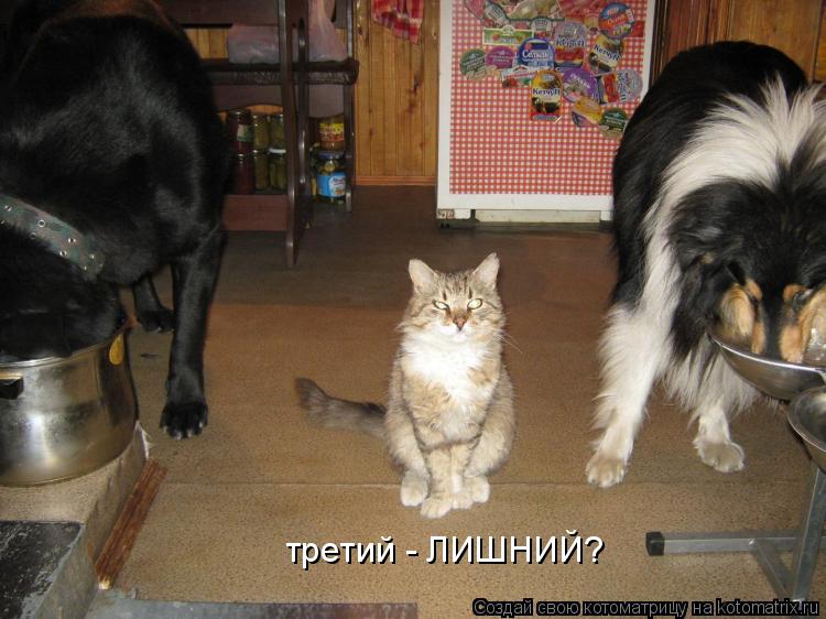 третий - ЛИШНИЙ?... Котоматрица: третий - ЛИШНИЙ?