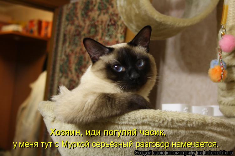 Хозяин, иди погуляй часик, у меня тут с Муркой серьёзный разговор намечается.... Котоматрица: Хозяин, иди погуляй часик, у меня тут с Муркой серьёзный разговор намечается.