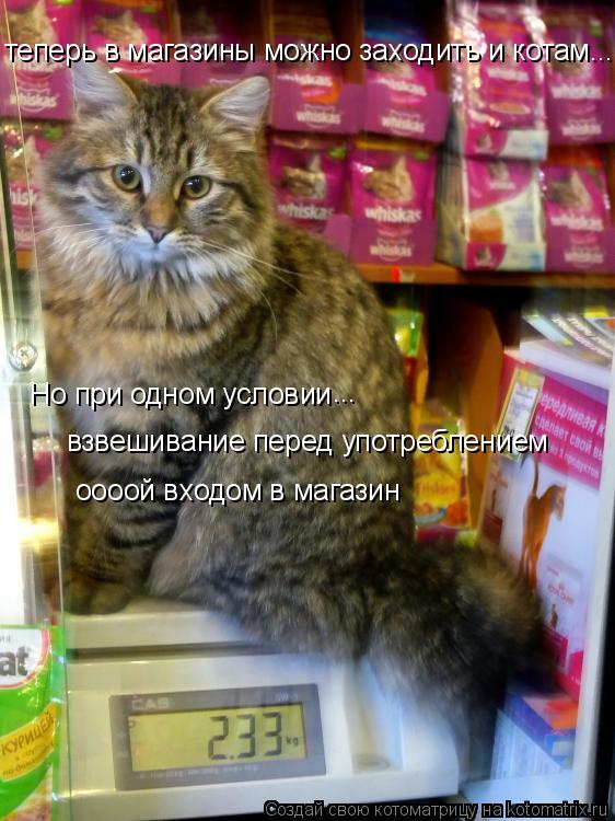 теперь в магазины можно заходить и котам... Но при одном условии ... взвешивание перед употреблением ... Котоматрица: теперь в магазины можно заходить и котам... Но при одном условии ... взвешивание перед употреблением оооой входом в магазин