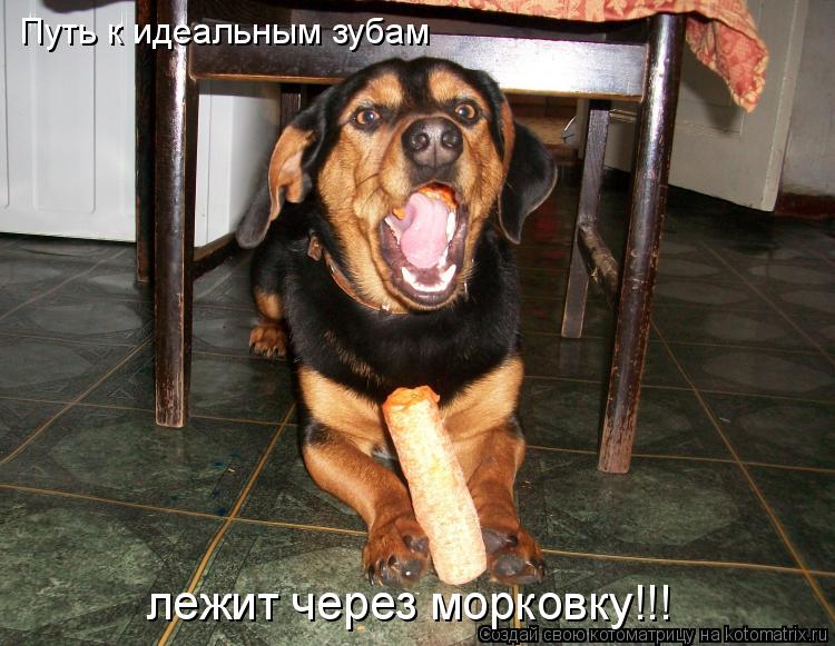 Путь к идеальным зубам лежит через морковку!!!... Котоматрица: Путь к идеальным зубам лежит через морковку!!!