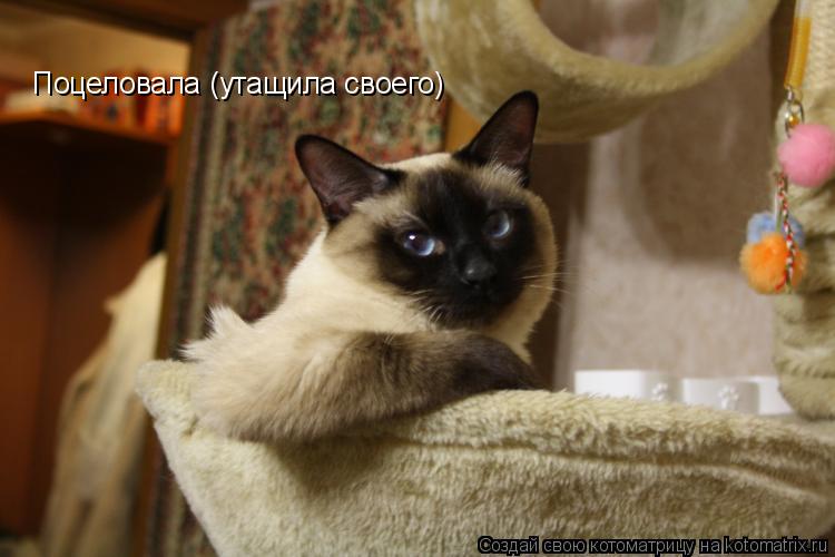 Поцеловала (утащила своего)... Котоматрица: Поцеловала (утащила своего)
