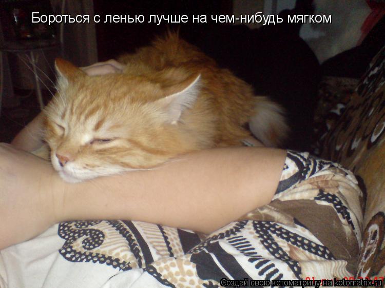 Бороться с ленью лучше на чем-нибудь мягком... Котоматрица: Бороться с ленью лучше на чем-нибудь мягком