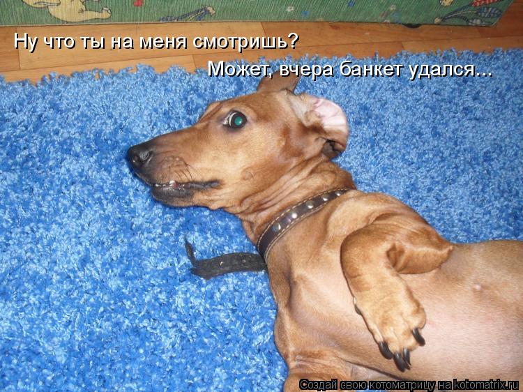 Ну что ты на меня смотришь? Может, вчера банкет удался...... Котоматрица: Ну что ты на меня смотришь? Может, вчера банкет удался...