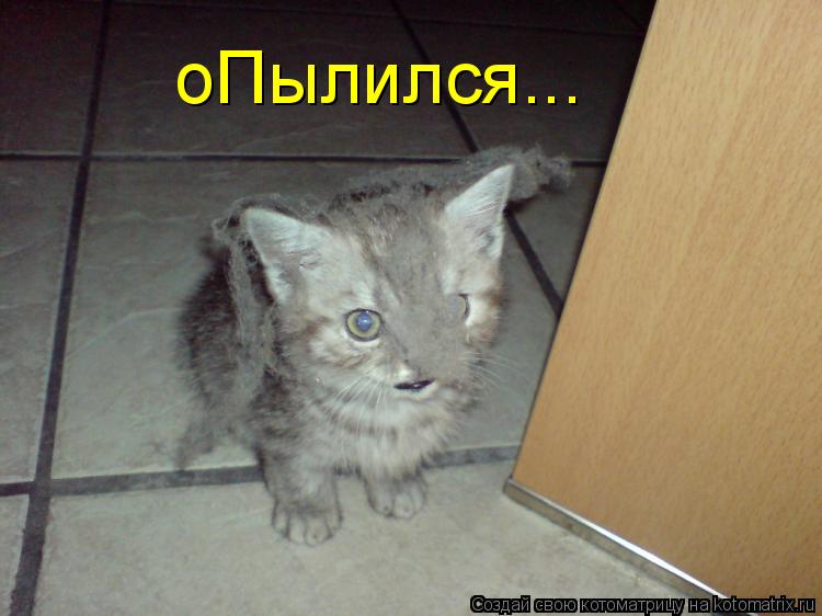 оПылился...... Котоматрица: оПылился...