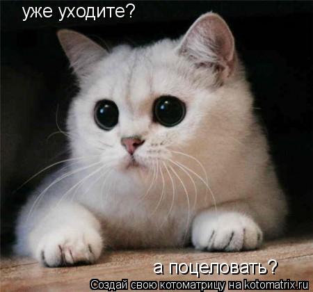 уже уходите? а поцеловать?... Котоматрица: уже уходите? а поцеловать?