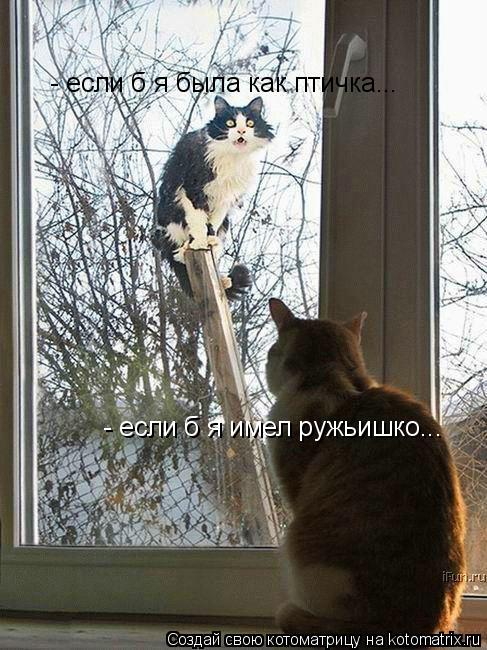 - если б я была как птичка... - если б я имел ружьишко...... Котоматрица: - если б я была как птичка... - если б я имел ружьишко...