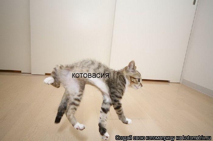 котовасия... Котоматрица: котовасия