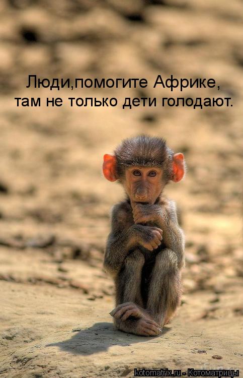 Люди,помогите Африке, там не только дети голодают.... Котоматрица: Люди,помогите Африке, там не только дети голодают.