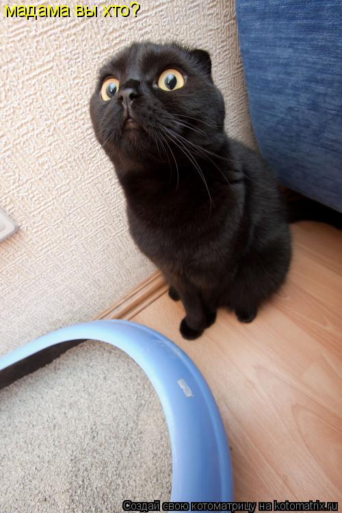 мадама вы хто?... Котоматрица: мадама вы хто?