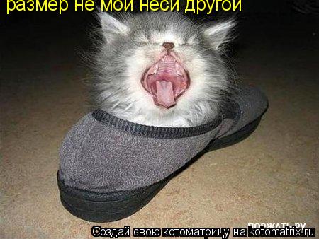 размер не мой неси другой... Котоматрица: размер не мой неси другой
