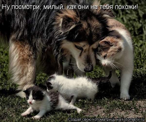 Ну посмотри, милый, как они на тебя похожи!... Котоматрица: Ну посмотри, милый, как они на тебя похожи!