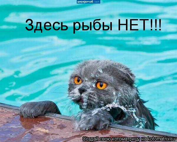 Здесь рыбы НЕТ!!!... Котоматрица: Здесь рыбы НЕТ!!!