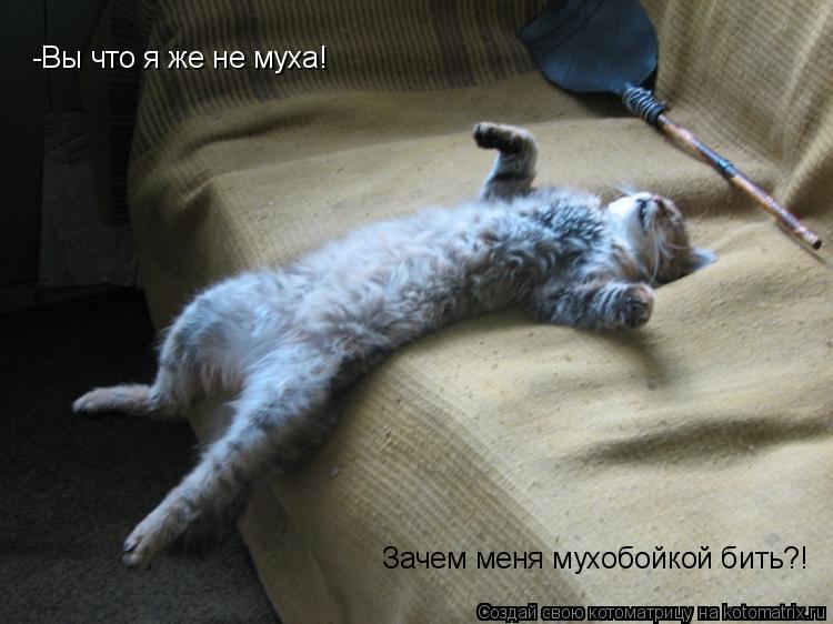 -Вы что я же не муха! Зачем меня мухобойкой бить?!... Котоматрица: -Вы что я же не муха! Зачем меня мухобойкой бить?!