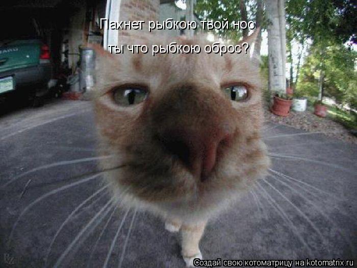 Пахнет рыбкою твой нос ты что рыбкою оброс?... Котоматрица: Пахнет рыбкою твой нос ты что рыбкою оброс?