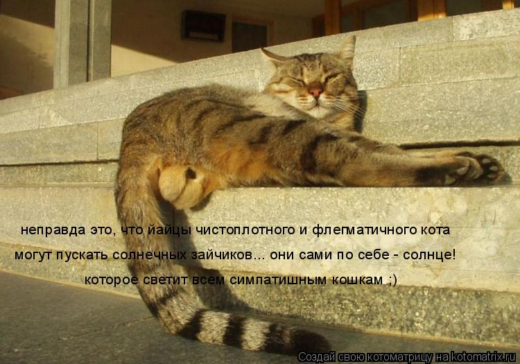 Котоматрица: неправда это, что йайцы чистоплотного и флегматичного кота могут пускать солнечных зайчиков... они сами по себе - солнце! которое светит все