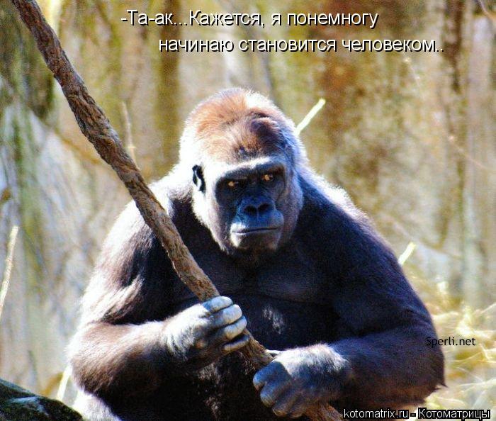 -Та-ак...Кажется, я понемногу начинаю становится человеком..... Котоматрица: -Та-ак...Кажется, я понемногу начинаю становится человеком..