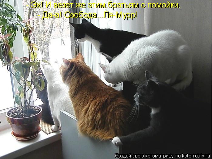 - Эх! И везет же этим,братьям с помойки. - Да-а! Свобода...Ля-Мурр!... Котоматрица: - Эх! И везет же этим,братьям с помойки. - Да-а! Свобода...Ля-Мурр!