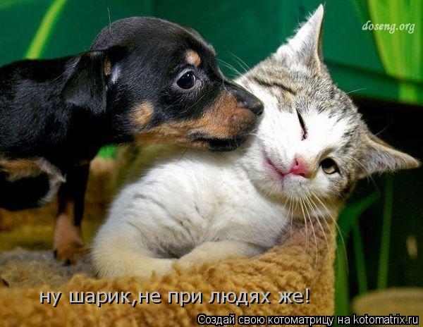 ну шарик,не при людях же!... Котоматрица: ну шарик,не при людях же!