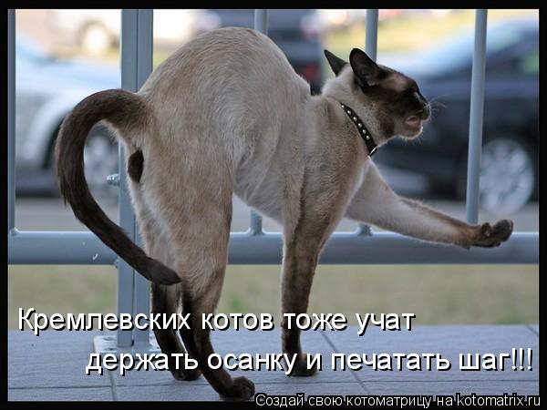 Котоматрица: Кремлевских котов тоже учат держать осанку и печатать шаг!!!