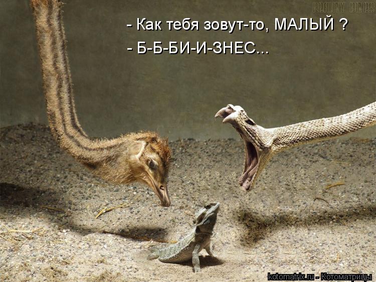 - Как тебя зовут-то, МАЛЫЙ ? - Б-Б-БИ-И-ЗНЕС...... Котоматрица: - Как тебя зовут-то, МАЛЫЙ ? - Б-Б-БИ-И-ЗНЕС...