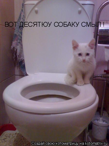 Котоматрица: ВОТ ДЕСЯТЮУ СОБАКУ СМЫЛ !