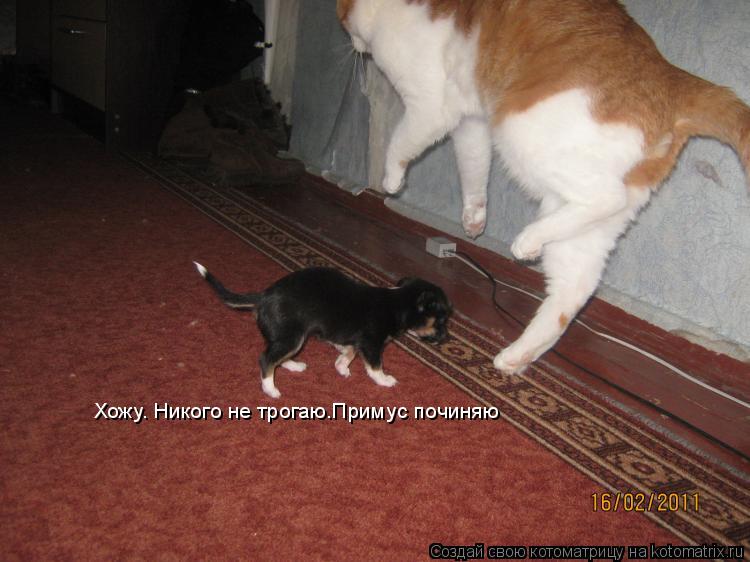 Котоматрица: Хожу. Никого не трогаю.Примус починяю
