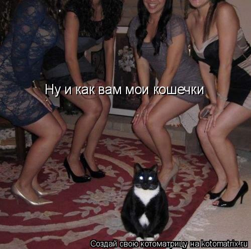 Ну и как вам мои кошечки... Котоматрица: Ну и как вам мои кошечки