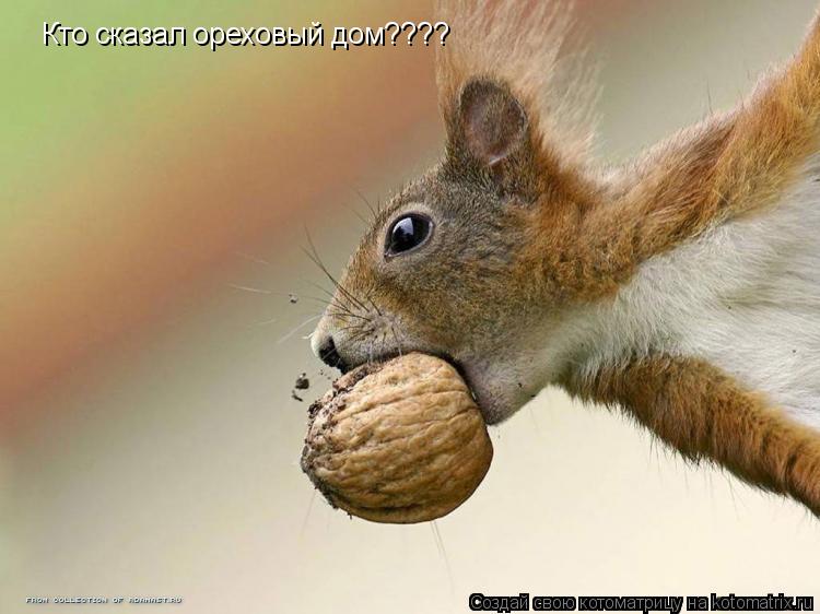 Котоматрица: Кто сказал ореховый дом????