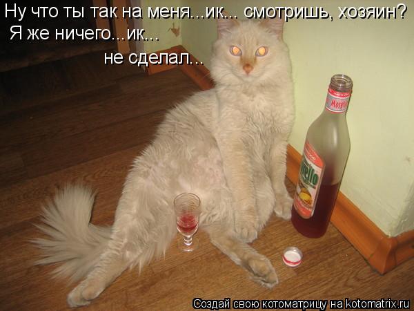 Котоматрица: Ну что ты так на меня...ик... смотришь, хозяин? Я же ничего...ик... не сделал...