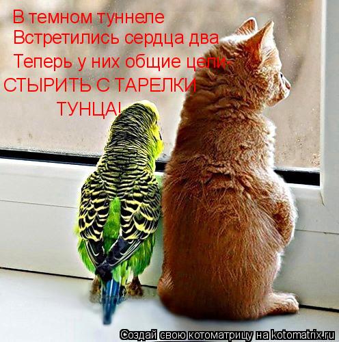 В темном туннеле Встретились сердца два Теперь у них общие цели- СТЫРИТЬ С ТАРЕЛКИ ТУНЦА!... Котоматрица: В темном туннеле Встретились сердца два Теперь у них общие цели- СТЫРИТЬ С ТАРЕЛКИ ТУНЦА!