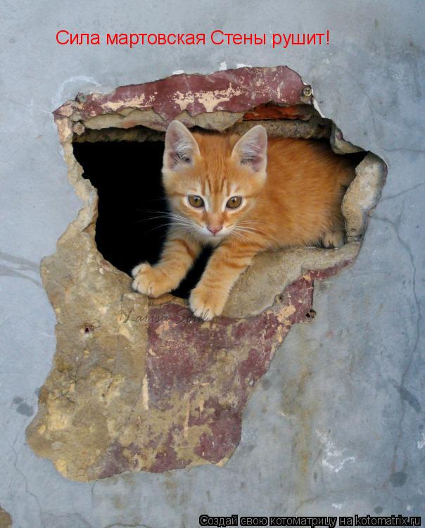 Сила мартовская Стены рушит!... Котоматрица: Сила мартовская Стены рушит!