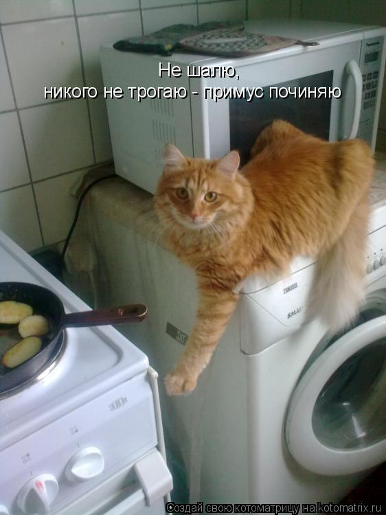 Котоматрица: никого не трогаю - примус починяю Не шалю,
