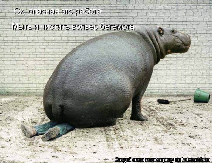 Мыть и чистить вольер бегемота Ох, опасная это работа... Котоматрица: Мыть и чистить вольер бегемота Ох, опасная это работа