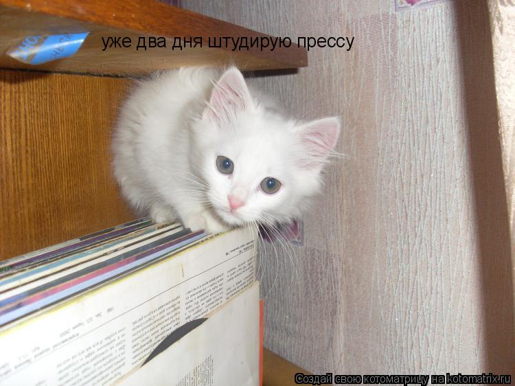 Котоматрица: уже два дня штудирую прессу
