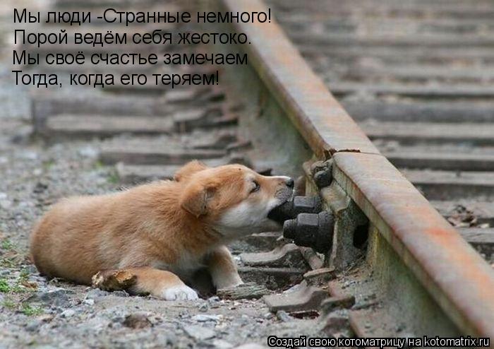 Котоматрица: Мы люди -Странные немного! Мы люди -Странные немного! Порой ведём себя жестоко. Мы своё счастье замечаем Тогда, когда его теряем!