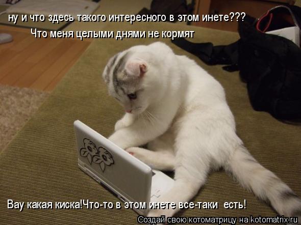 Котоматрица: ну и что здесь такого интересного в этом инете??? Вау какая киска!Что-то в этом инете все-таки  есть! Что меня целыми днями не кормят
