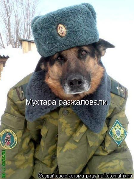 Мухтара разжаловали...... Котоматрица: Мухтара разжаловали...