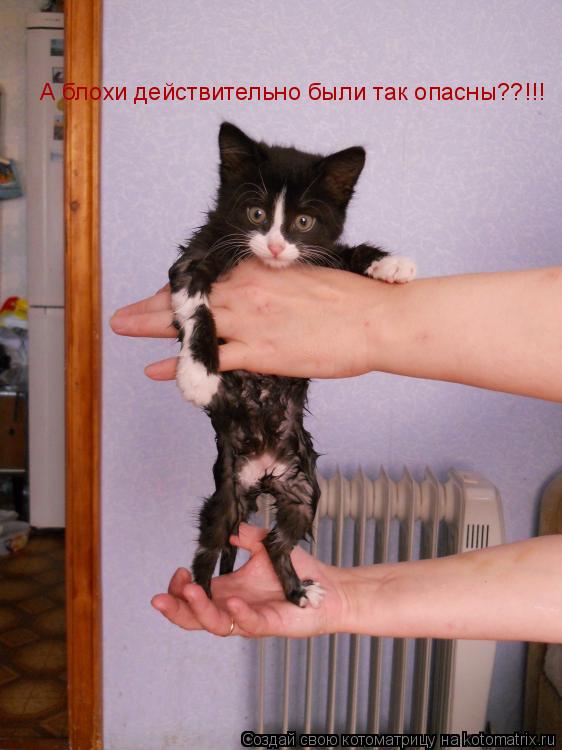 А блохи действительно были так опасны??!!!... Котоматрица: А блохи действительно были так опасны??!!!