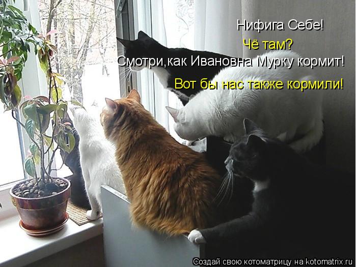 Нифига Себе! Чё там? Смотри,как Ивановна Мурку кормит! Вот бы нас также кормили!... Котоматрица: Нифига Себе! Чё там? Смотри,как Ивановна Мурку кормит! Вот бы нас также кормили!