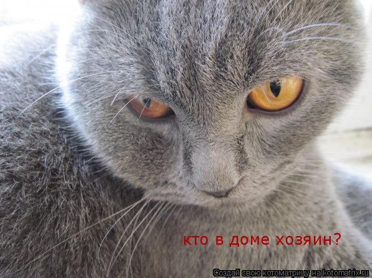 кто в доме хозяин?... Котоматрица: кто в доме хозяин?