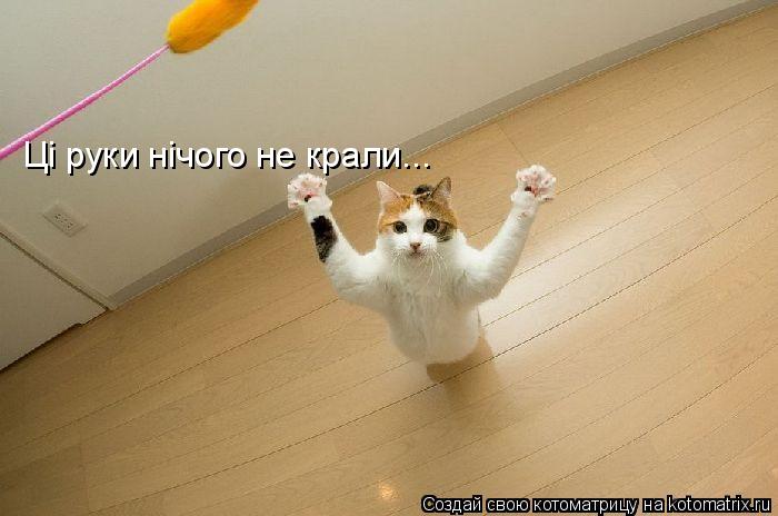 Цi руки нiчого не крали...... Котоматрица: Цi руки нiчого не крали...