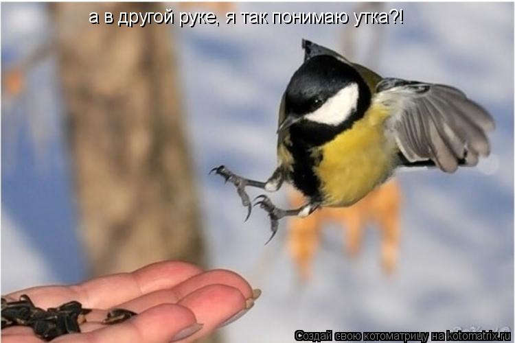 а в другой руке, я так понимаю утка?!... Котоматрица: а в другой руке, я так понимаю утка?!