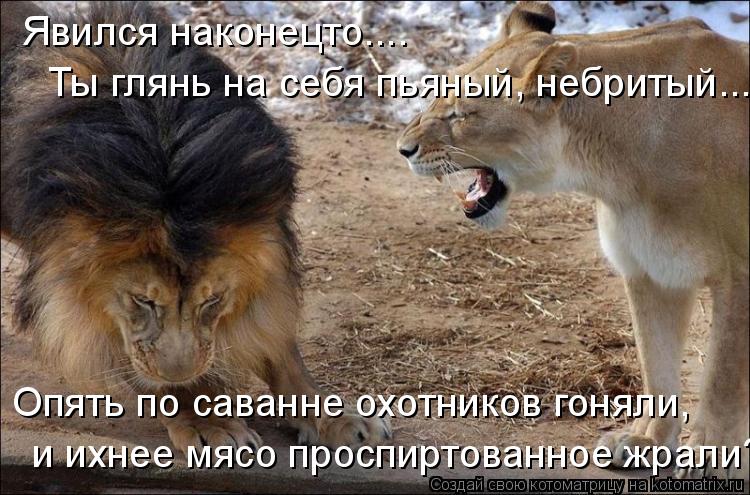 Явился наконецто.... Ты глянь на себя пьяный, небритый.... Опять по саванне охотников гоняли, и ихн... Котоматрица: Явился наконецто.... Ты глянь на себя пьяный, небритый.... Опять по саванне охотников гоняли, и ихнее мясо проспиртованное жрали?