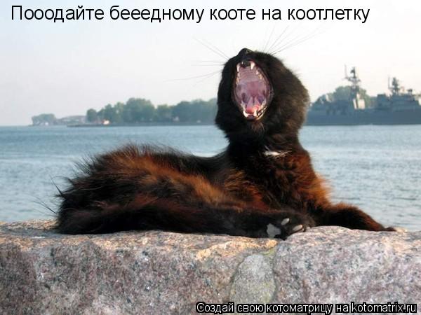 Пооодайте бееедному кооте на коотлетку... Котоматрица: Пооодайте бееедному кооте на коотлетку