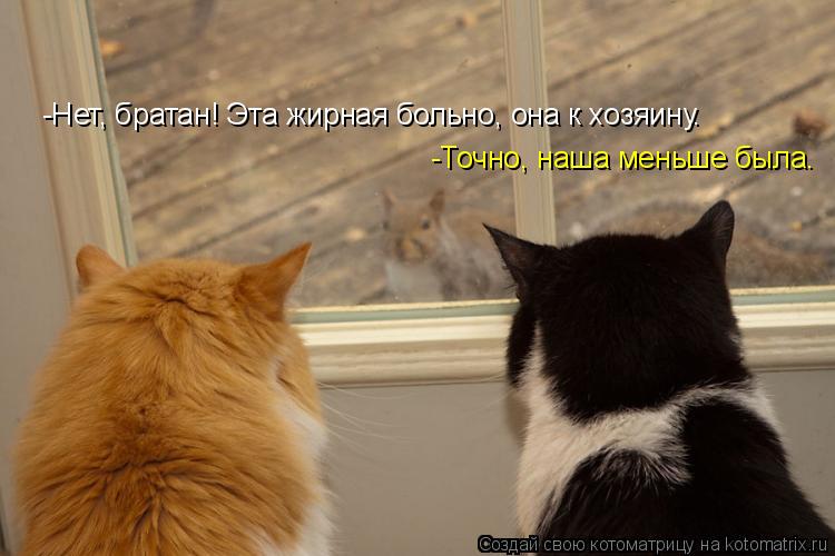 -Нет, братан! Эта жирная больно, она к хозяину. -Точно, наша меньше была.... Котоматрица: -Нет, братан! Эта жирная больно, она к хозяину. -Точно, наша меньше была.